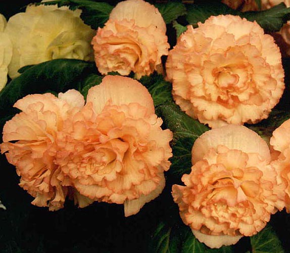 B. ‘Woodbeck Glory’